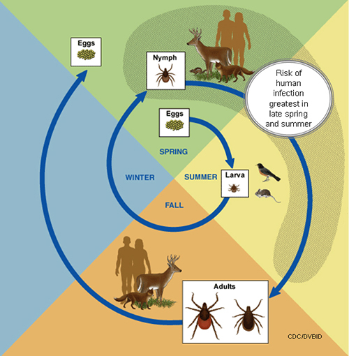 lyme disease cycle